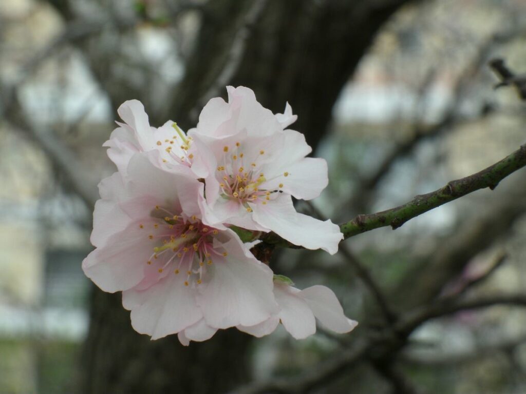 Almond trees, almond flowers