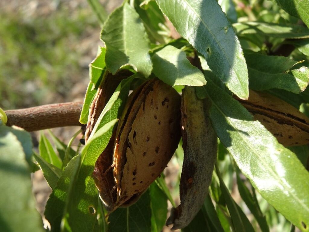 cultivation of almond trees