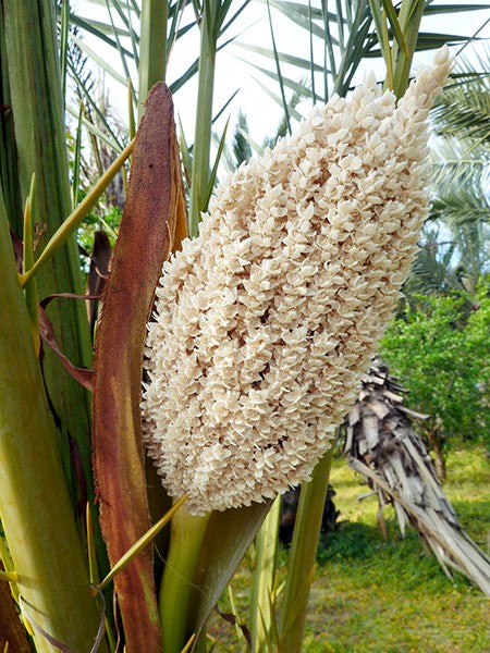 date palm flowers