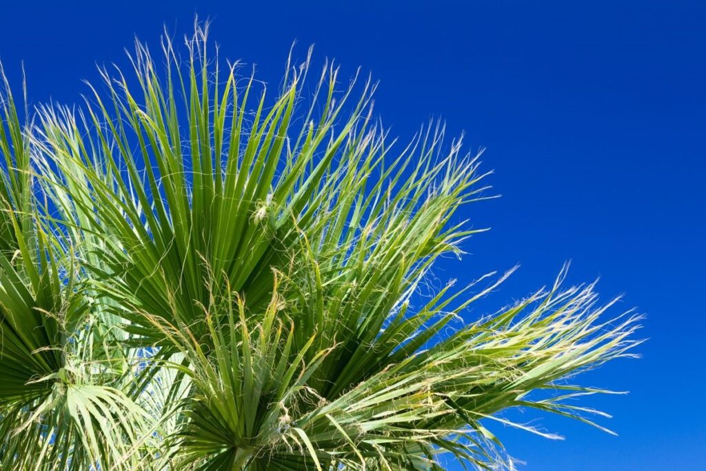 Date palm leaves