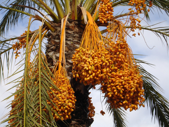 Growing date palm trees: How to Grow Date Palm Tree