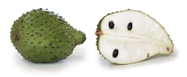 Soursop tree, soursop seed, how to grow a soursop tree
