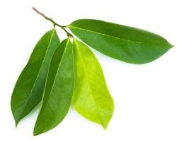 soursop tree, soursop leaves