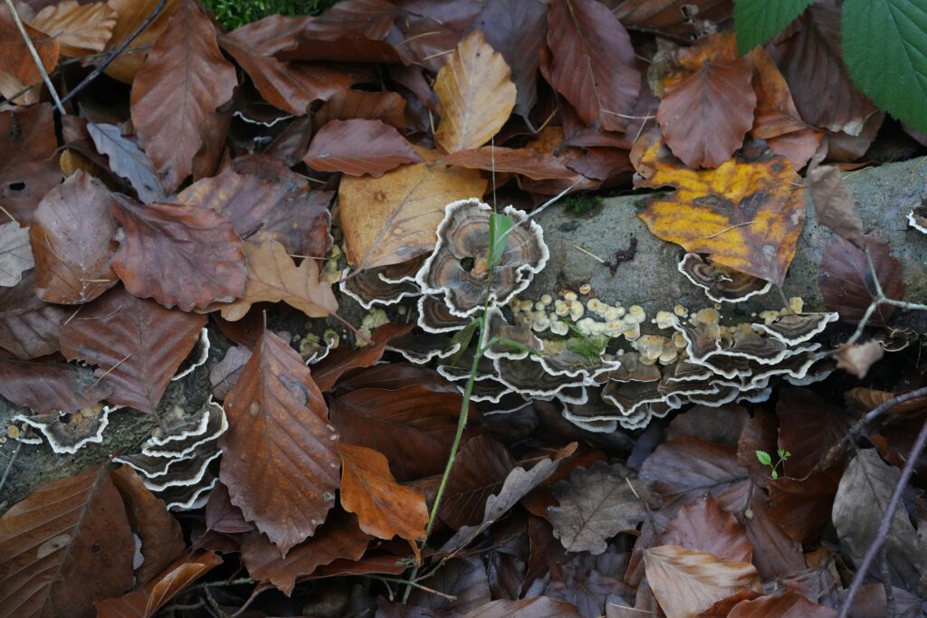 tree fungus, and fungus on trees