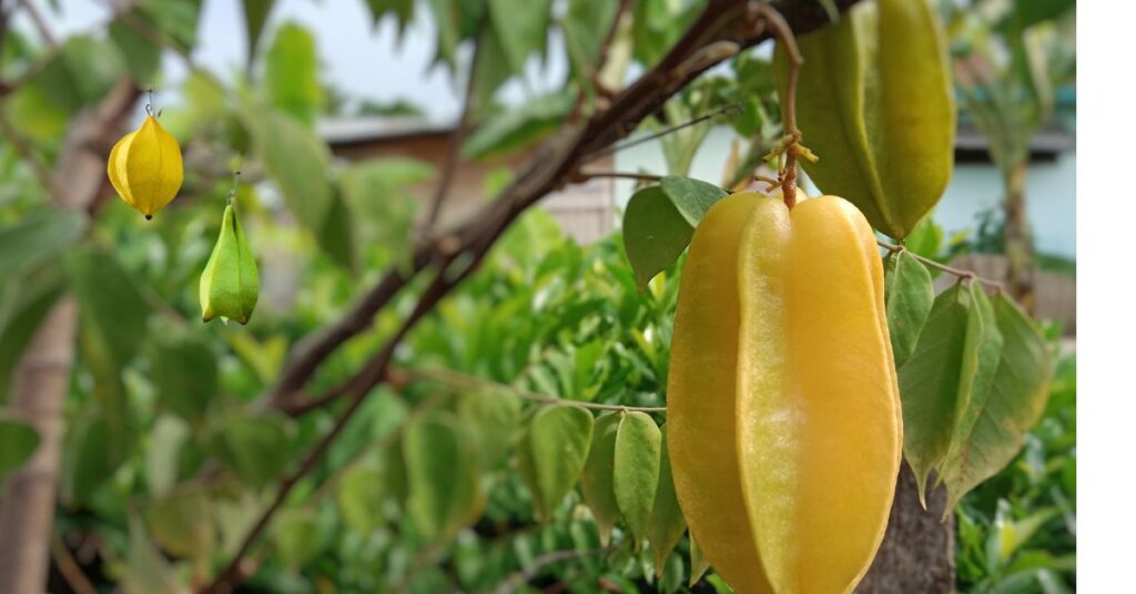 Best 4 Methods of Starfruit Tree Propagation