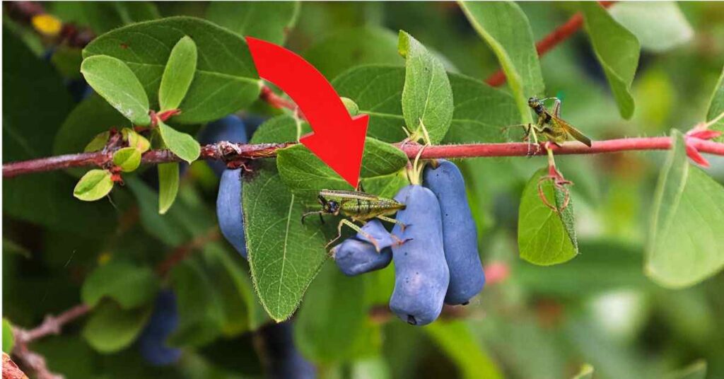 Honeyberry Plants Diseases