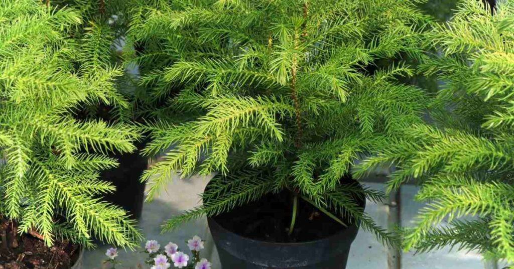 How do you plant a pine tree in a pot