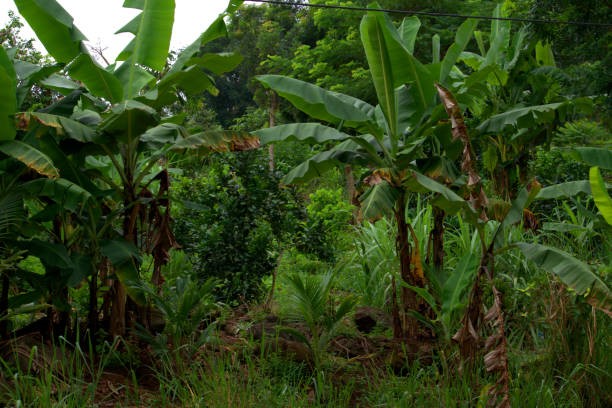 Top 5 Benefits of Agroforestry