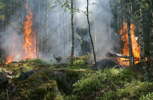 What is Fire Suppression in Forests?