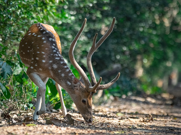 What is the Primary Focus of Landscape Ecology?