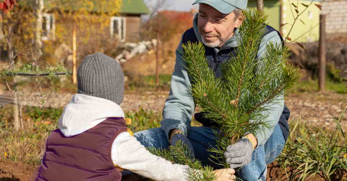 plant a pine tree