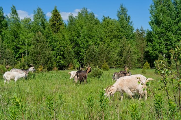 silvopasture and agroforestry