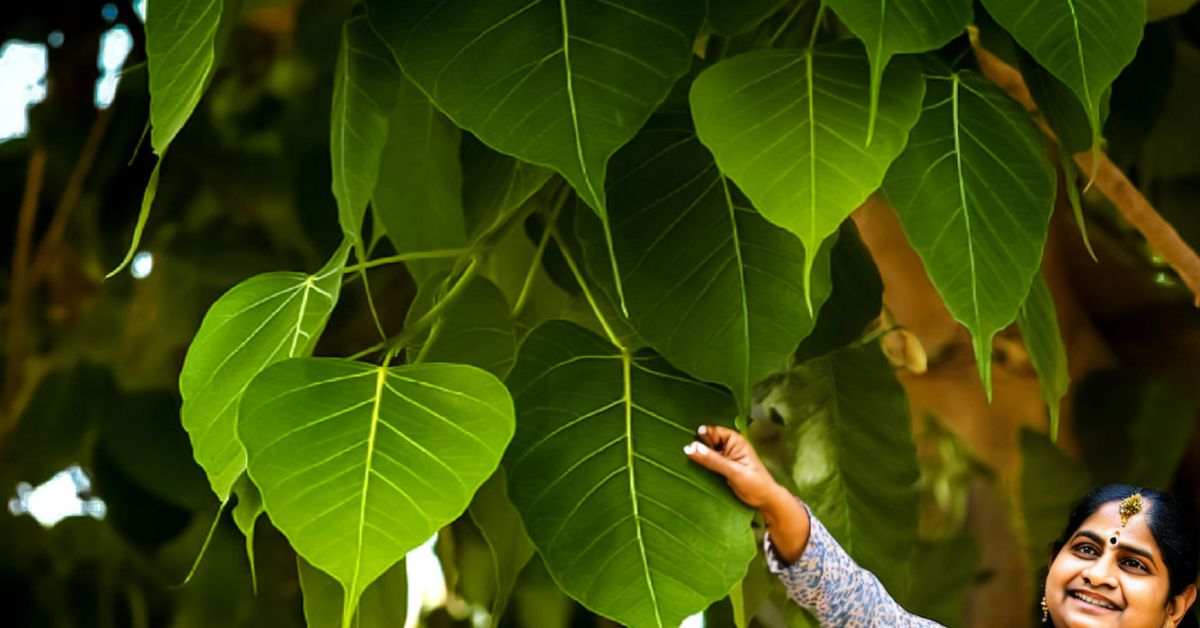 A Peepal Tree