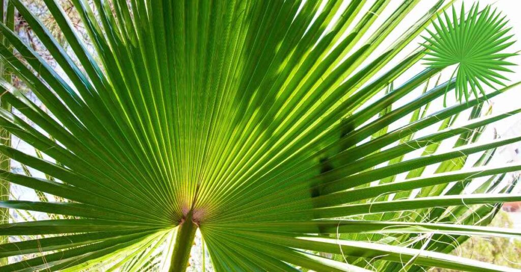 Fan Shaped Foliage Palm