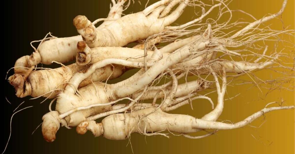 Ginseng Root