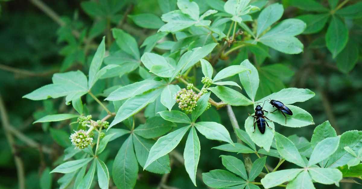 What Does Ginseng Look Like